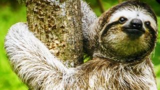 Sloth