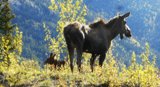 alaska moose